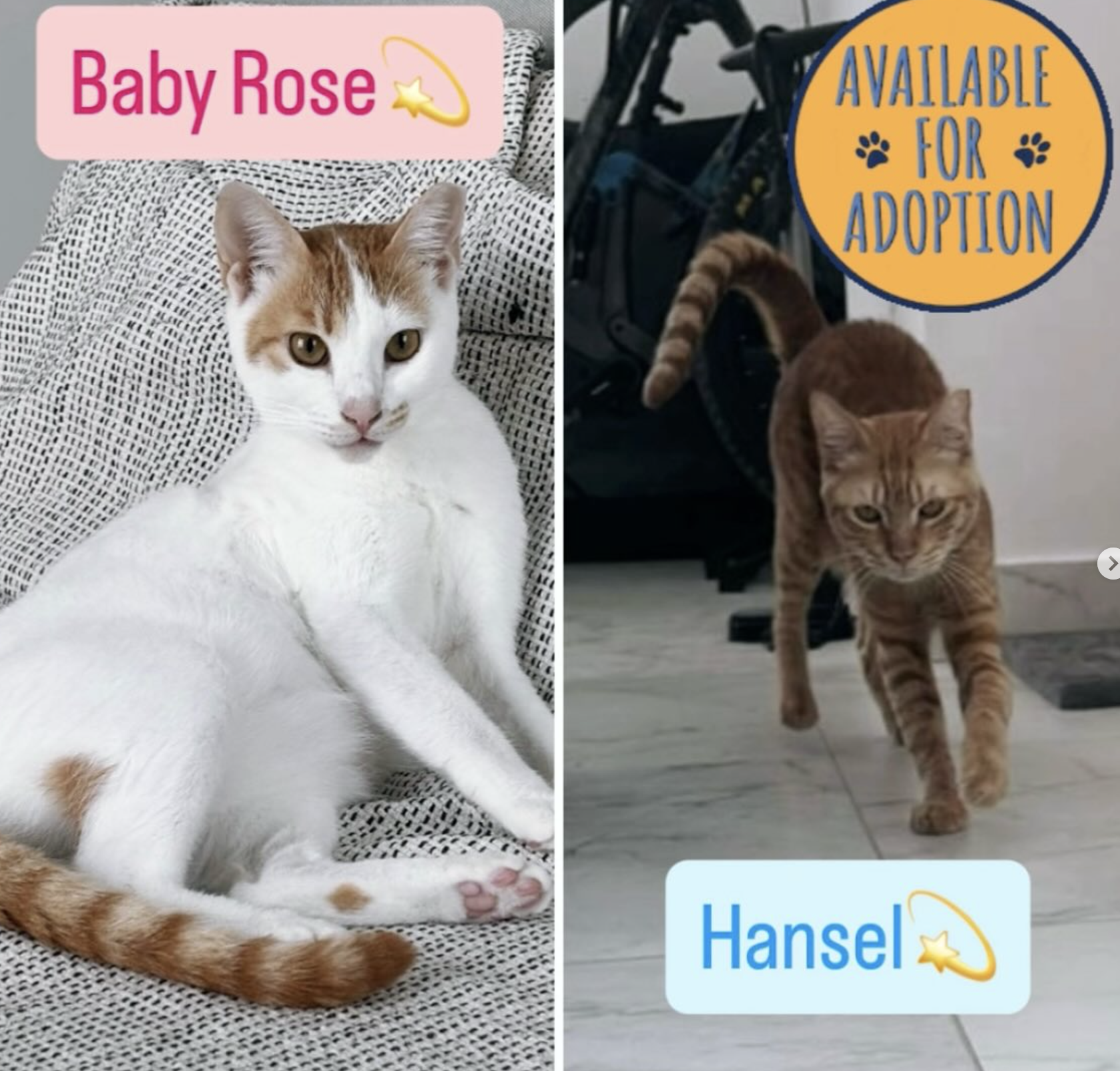 Hansel Roses Rose and Hansel – Discover Pets Looking for Homes