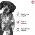 Royal Canin Medium Adult Dry Dog Food – Tailored nutrition for medium breed adult dogs, supporting immunity, digestion, and skin and coat health.