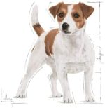 Royal Canin Size Health Nutrition Mini Adult Dog Dry Food