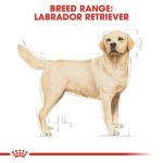 Royal Canin Dry Dog Food for Adult Labrador Retrievers (15+ Months) 3 kg