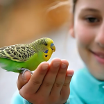 Volo Seedy Budgie Mix With Vitamin 1100g – Nutritious Seed Blend for Budgerigars