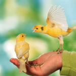 Volo Seedy Canary Mix 350g – Natural Seed Blend for Healthy Canaries