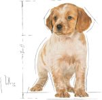 Royal Canin Medium Puppy Dry Dog Food 4kg – Complete nutrition for medium breed puppies, supporting growth, immunity, digestion, and healthy development.