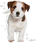 Royal Canin Mini Puppy Food 800g – Premium nutrition for small breed puppies.