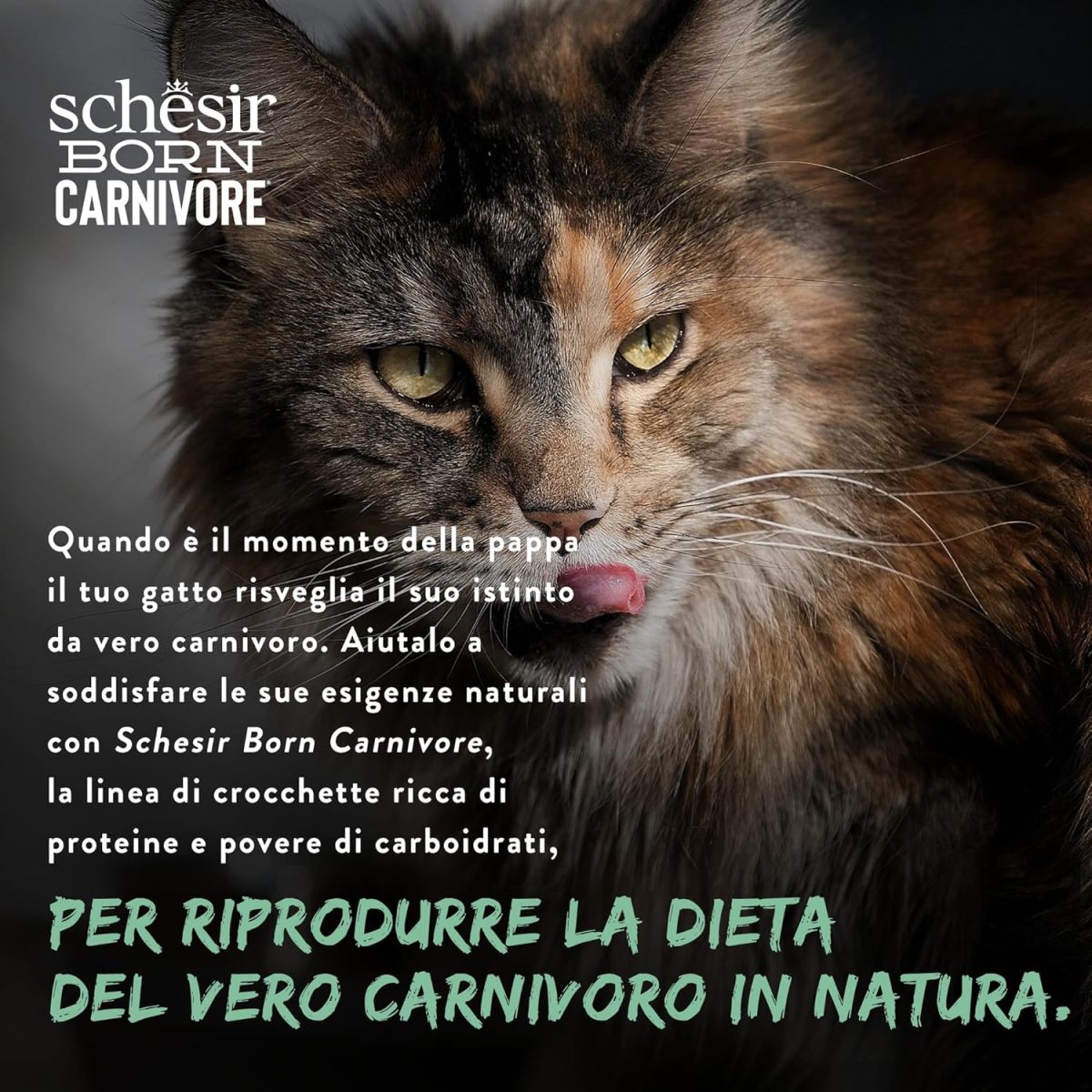 Schesir Born Carnivore Grain Free Dry Cat Food Herring & Salmon 1.25kg