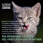 Schesir Born Carnivore Grain Free Kitten Dry Cat Food Chicken & Egg 1.25kg