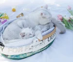 Purrpy pet carrier basket