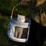 Purrpy pet carrier basket