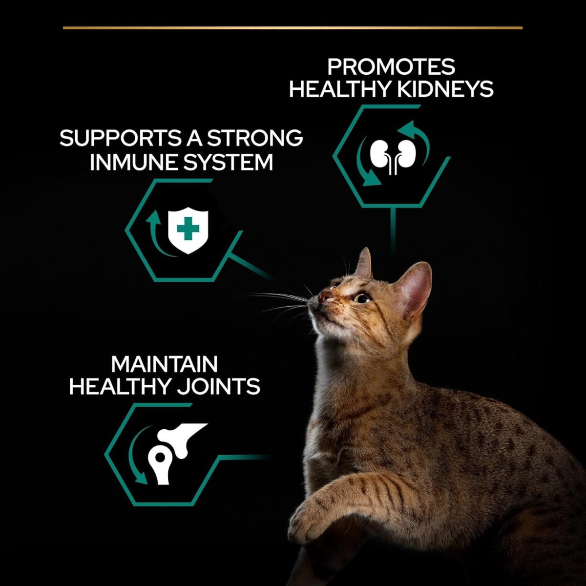 PRO PLAN Adult Renal Plus Dry Cat Food with Chicken – 10kg Bag for Kidney Support