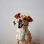 Duvo+ Soft Snack Chicken 100g – Hypoallergenic Dog Treat