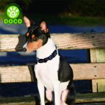 DOCO Loco Dog Collar Small Adjustable (27-37cm)-Orange