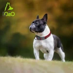 Doco Vario O-Ring Collar With Reflective Stitching [2x44-55cm] - Light Blue