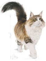 Royal Canin Instinctive 7+ Adult Wet Cat Food in Jelly 85g pouch for senior cats