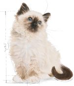 Royal Canin Wet Food Slices in Jelly for Kittens (Up to 12 Months)