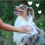 Earthbath Hypoallergenic Pet Facial Wipes 25 Wipes 8x7.5 Inches