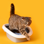 Nutra Pet Crystal Cat Litter Lemon Scent 16L – Dust-Free & Ultra Absorbent