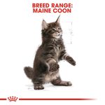 Royal Canin Dry Food for Maine Coon Kittens (Up to 15 Months) 2 kg