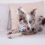 GiGwi Moody Club Large Multicolored Bear Squeaky Dog Toy