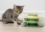 3-Layer Square Track Ball Cat Toy, Violet